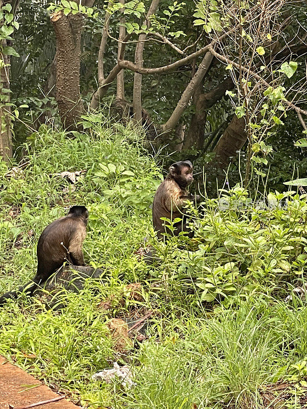 猴子在热带丛林亚马逊在法属圭亚那