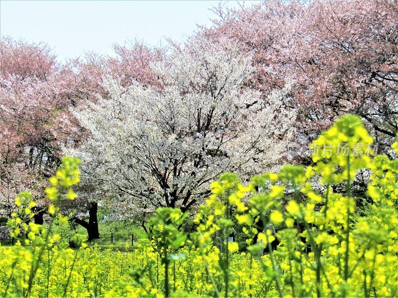 JJapan。四月初。油菜籽和樱花。粉色和黄色。