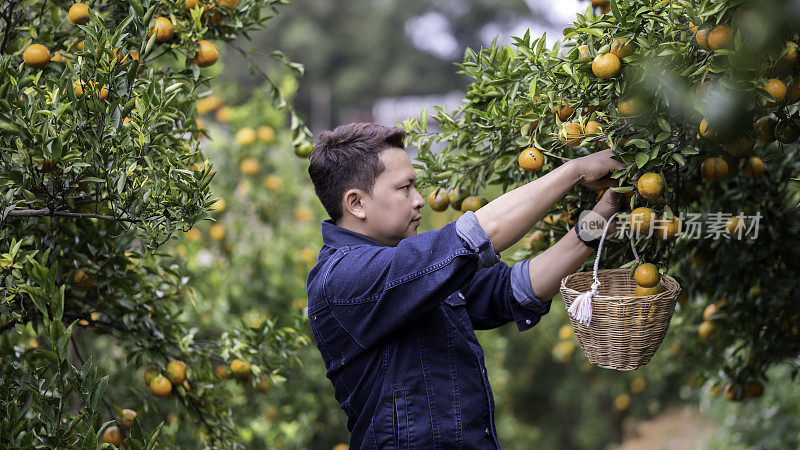 男人从树上摘成熟的橘子