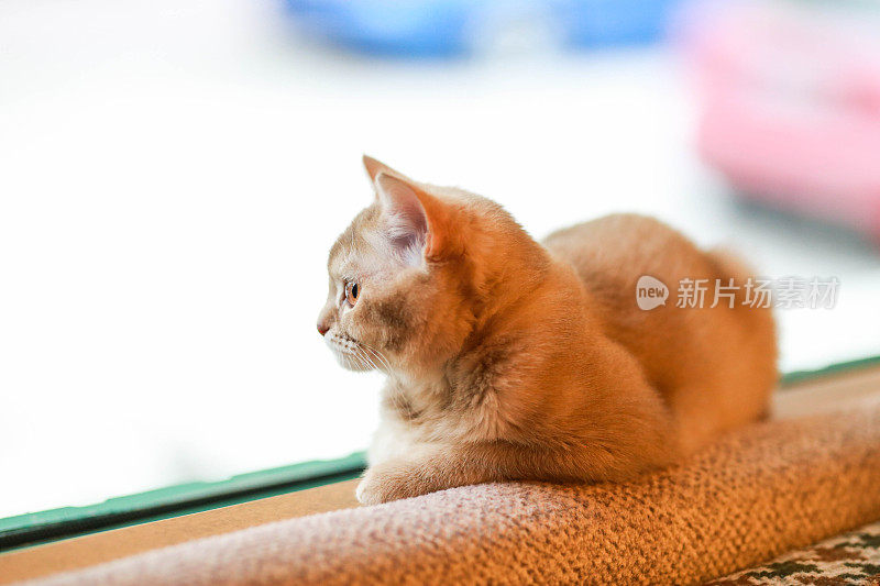 英国短毛橘猫坐在窗边的棕色沙发上