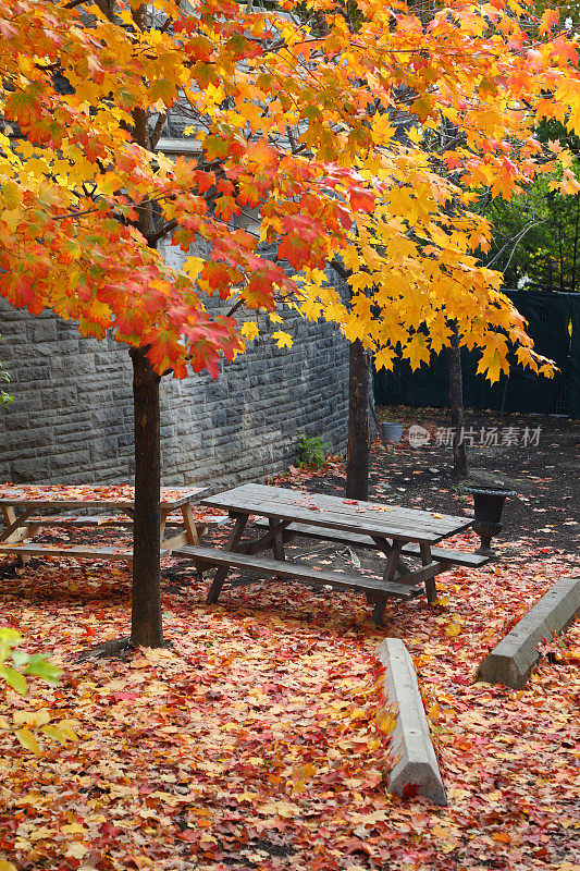 多伦多秋天的树木和长凳