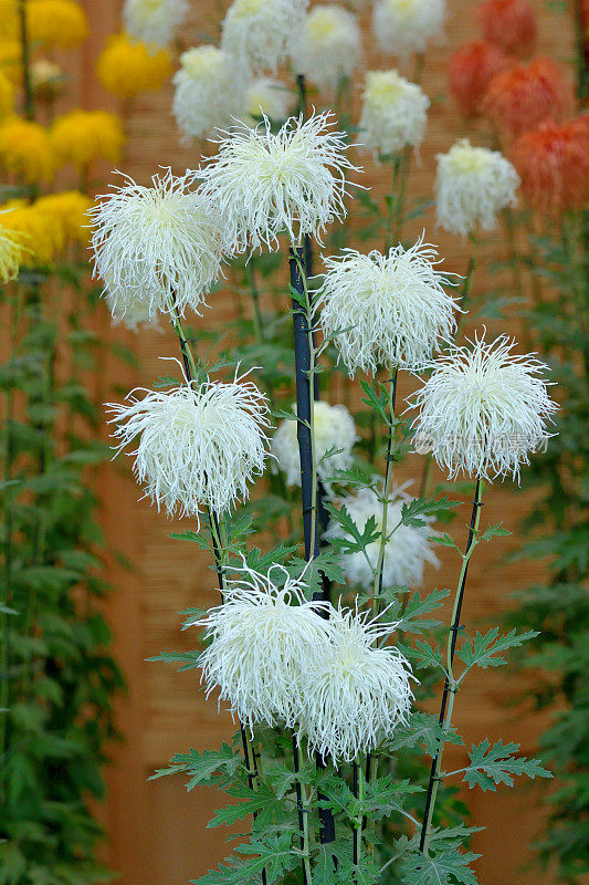 菊花