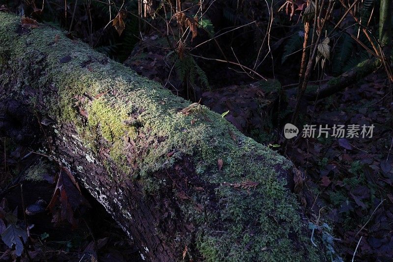 加拿大一棵倒下的树上的新植物生命