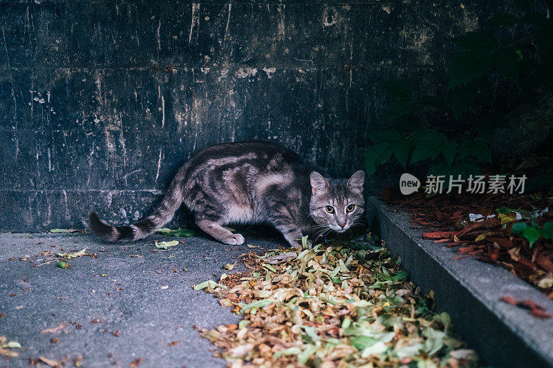 街上的家猫