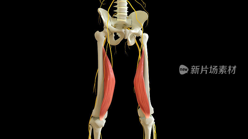 用于医学概念3D渲染的股内侧肌解剖