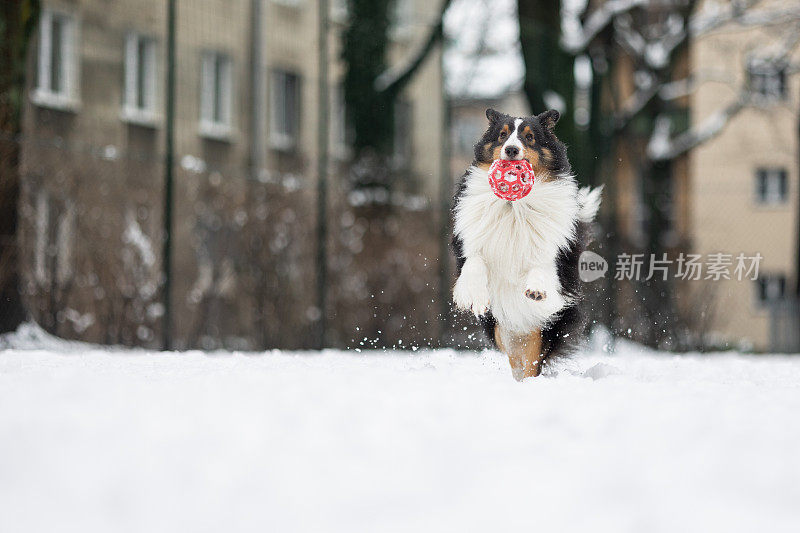 雪莉牧羊犬玩智慧球