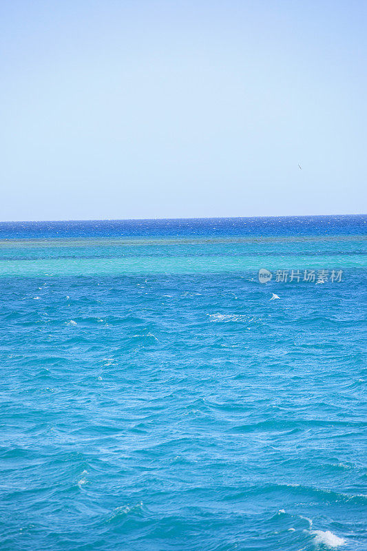 珊瑚礁。浮潜和水肺潜水位置。美丽的海洋生物。红海