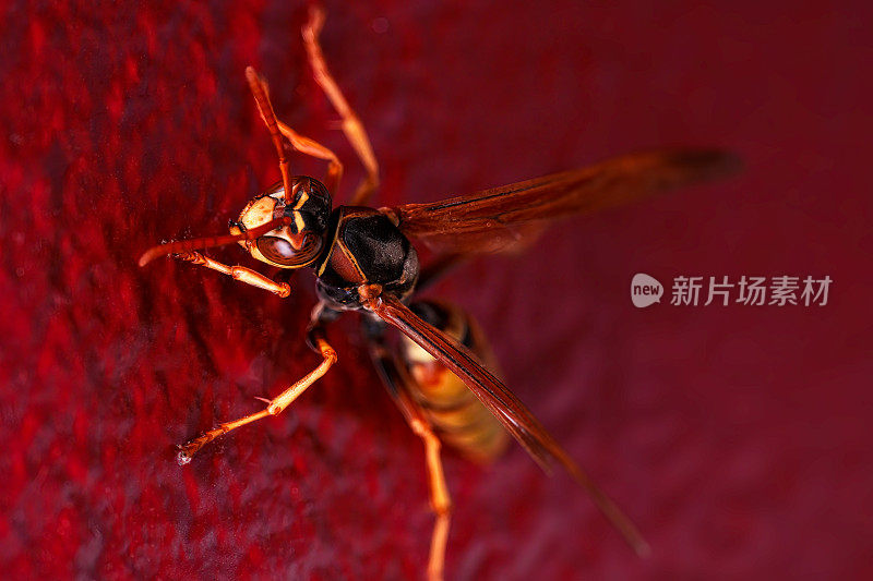 黄蜂特写外星人一样的生物