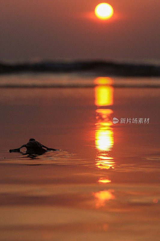 一只小乌龟爬回了亚齐岛的大海