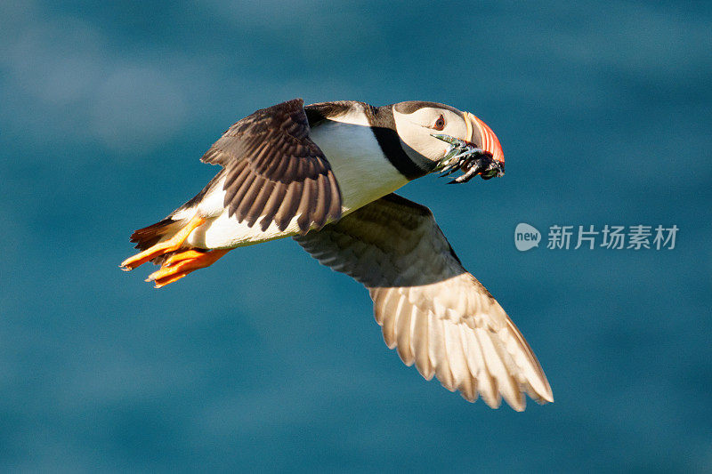 大西洋海雀