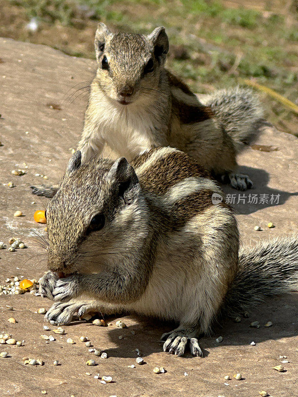 特写图像的两只印度棕榈松鼠吃甜玉米粒和种子顶部的饲料站在公共公园的树干残肢，啮齿动物的滋扰，重点在前景