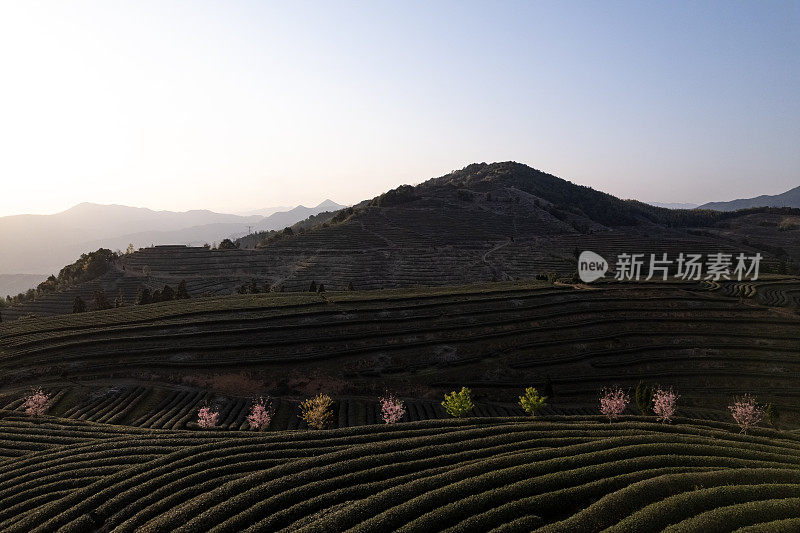 有樱花的茶园