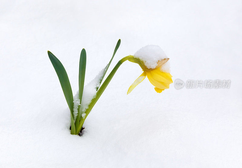 雪中的水仙花