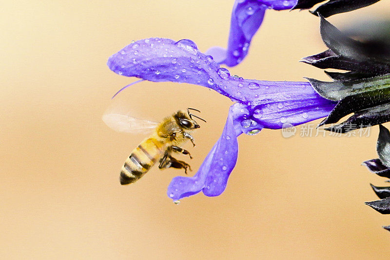 蜜蜂落在一朵花上