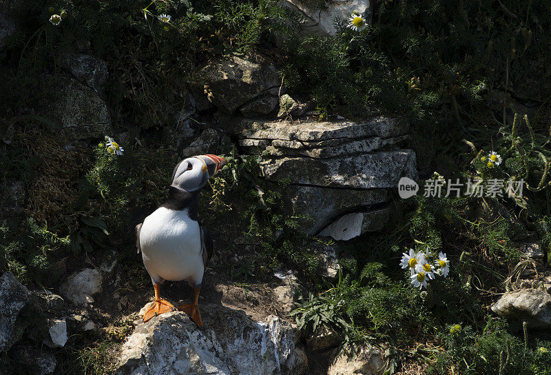 汉普顿悬崖上的海雀