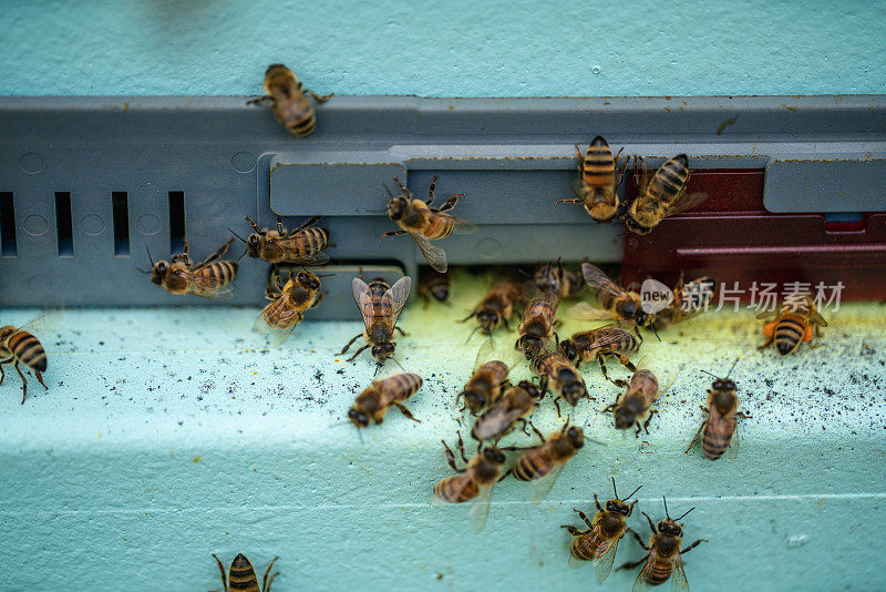现代复合蜂巢中的蜜蜂