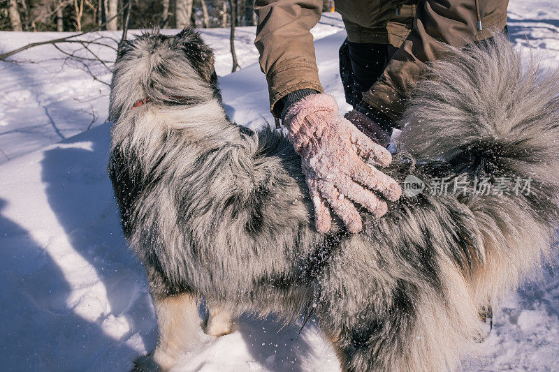 美丽的澳大利亚牧羊犬享受他的第一场雪