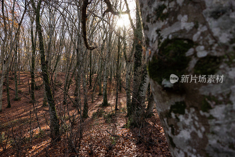 落叶林的冬天:山毛榉树