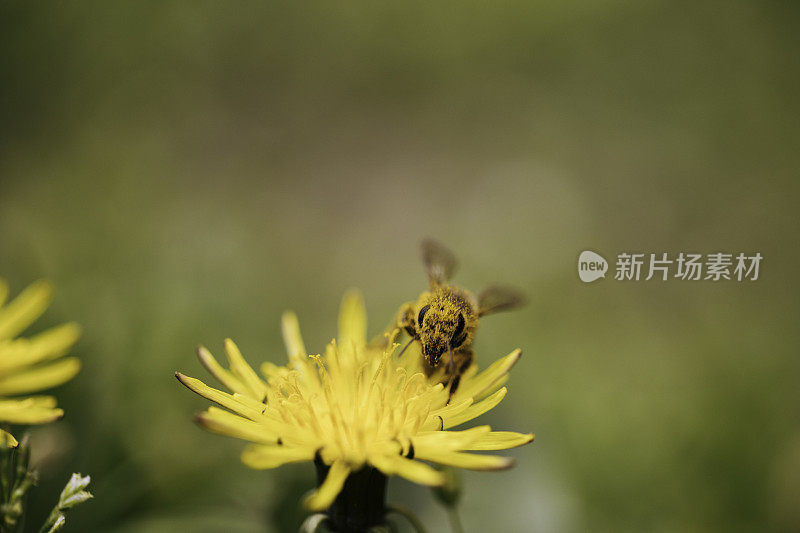 蜜蜂在蒲公英上