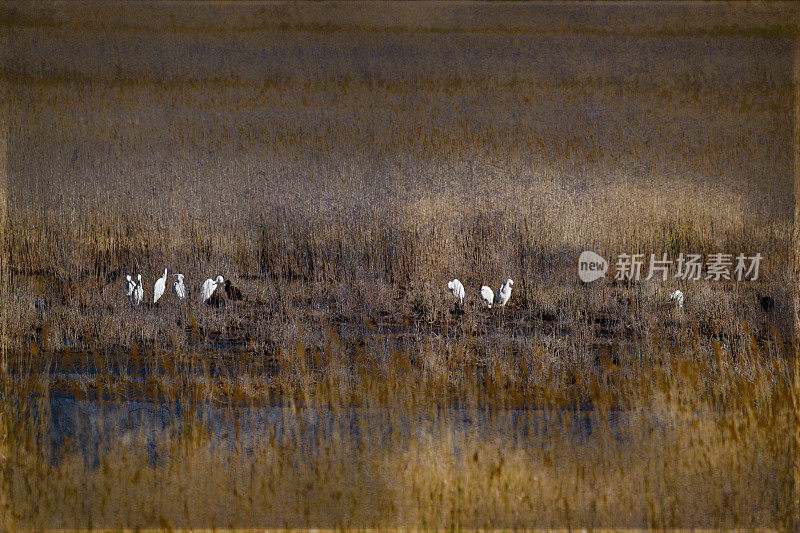 日出时卡马格沼泽上的白鹭