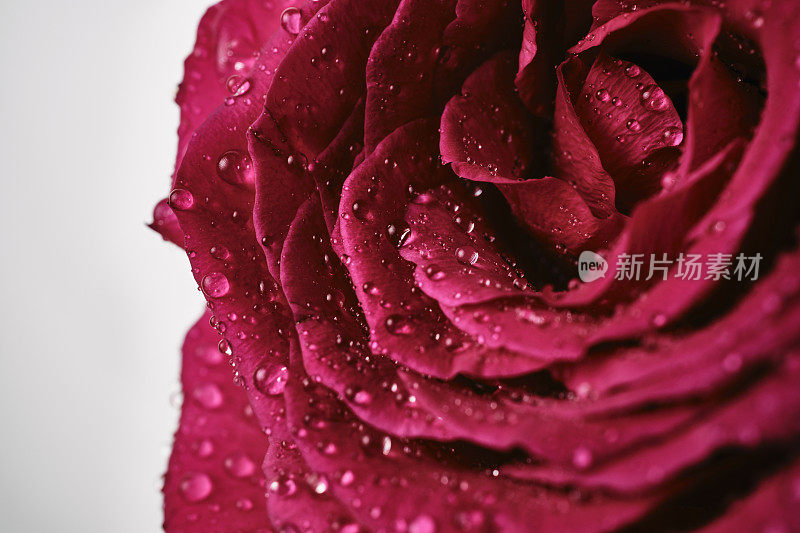 粉红-品红玫瑰被水滴覆盖的特写。