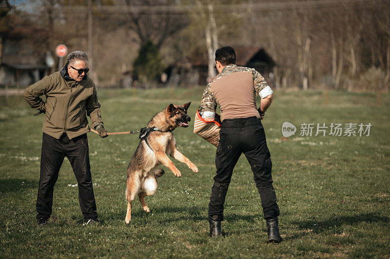 德国牧羊犬好斗的狗训练服从