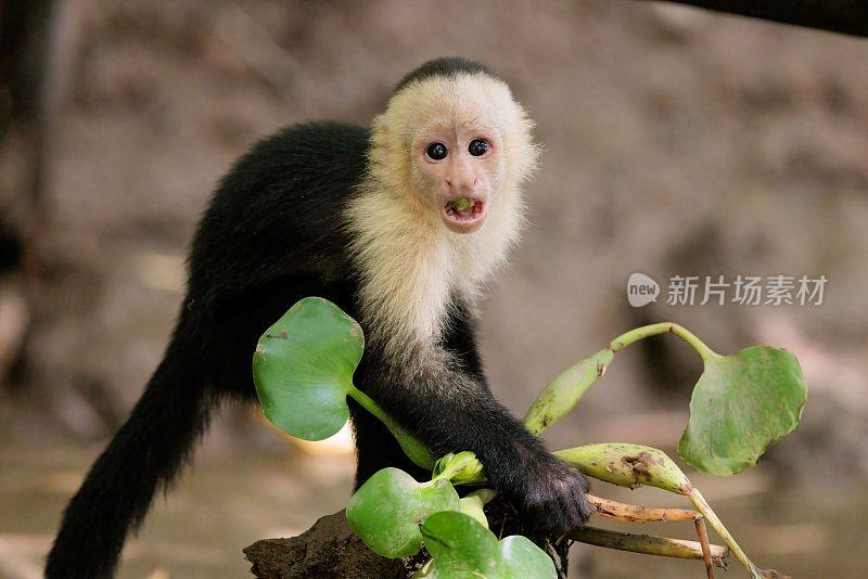 一只白脸卷尾猴看着镜头的特写镜头。宿务模仿者。