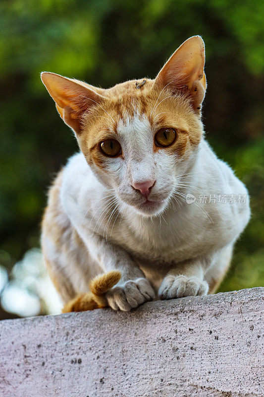 全画幅的姜黄色和白色的猫，琥珀色的眼睛看着相机，躺在墙上，模糊的绿色树叶背景，聚焦在前景