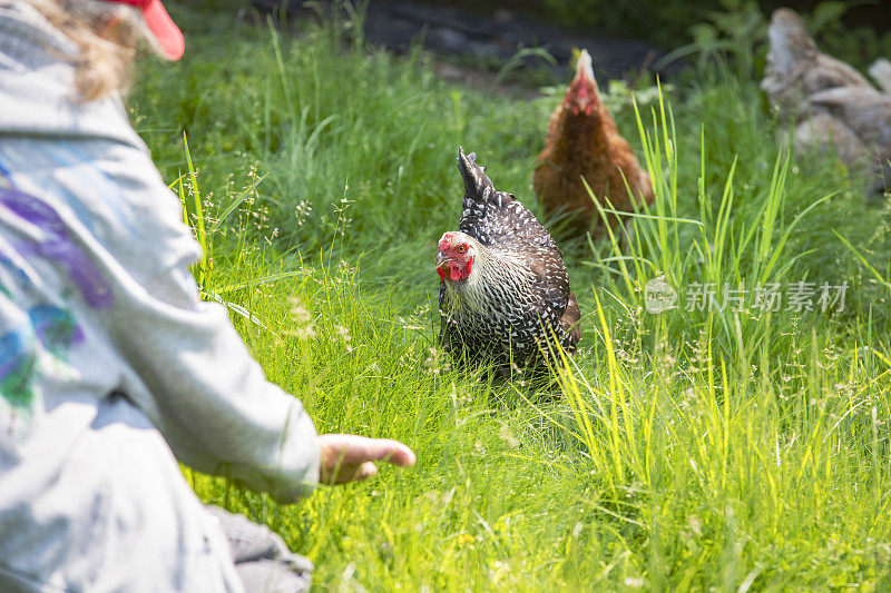 试图用手喂鸡的女人