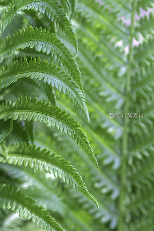 蕨类植物的特写镜头