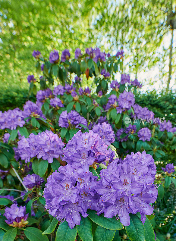 用中画幅相机在我的花园里拍摄的紫色杜鹃花的超清晰照片