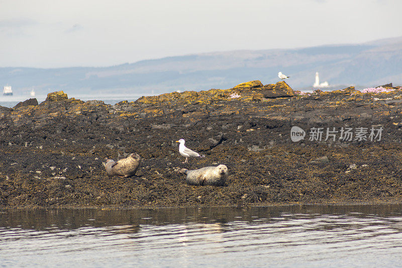 英国苏格兰格拉斯哥奥本海岸的海狮海豹