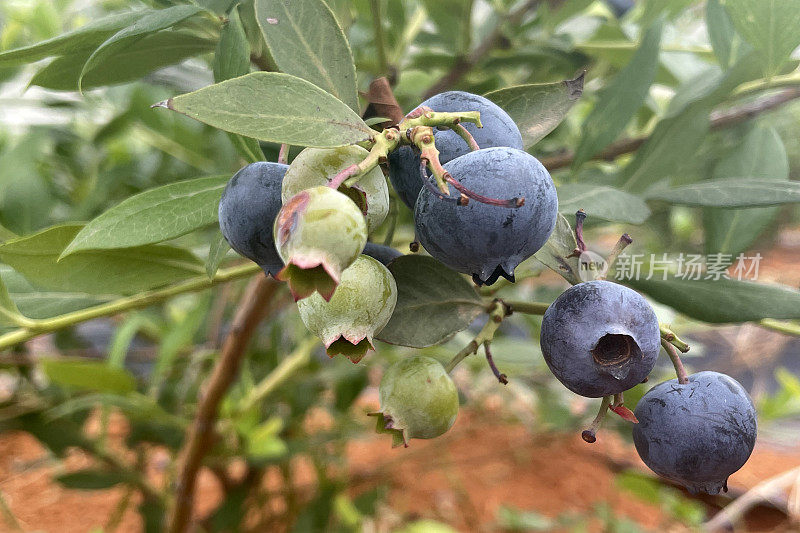自然背景的蓝莓