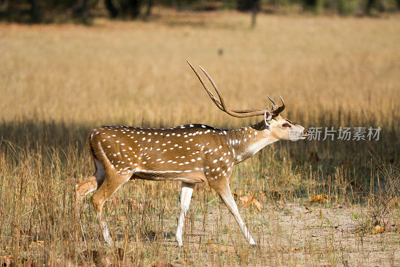 印度班德哈格尔国家公园的一只雄性斑羚