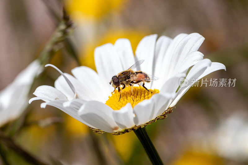 一朵被花粉覆盖的雏菊上的蜜蜂