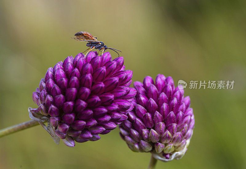 广角鸡，球头葱