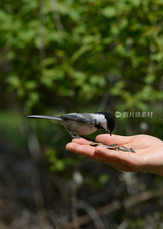4月，加拿大安大略省，一只黑冠山雀从人的手中进食