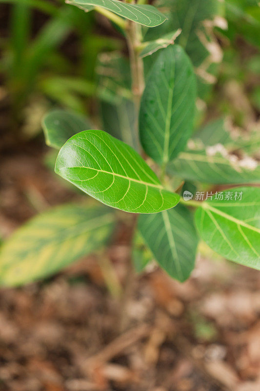 室外生长的无花果奥黛丽植物