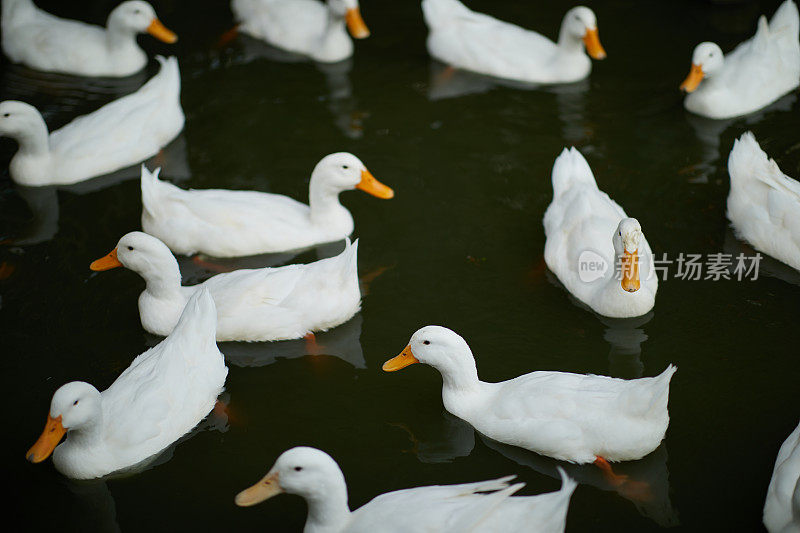 白鸭子在水里游泳