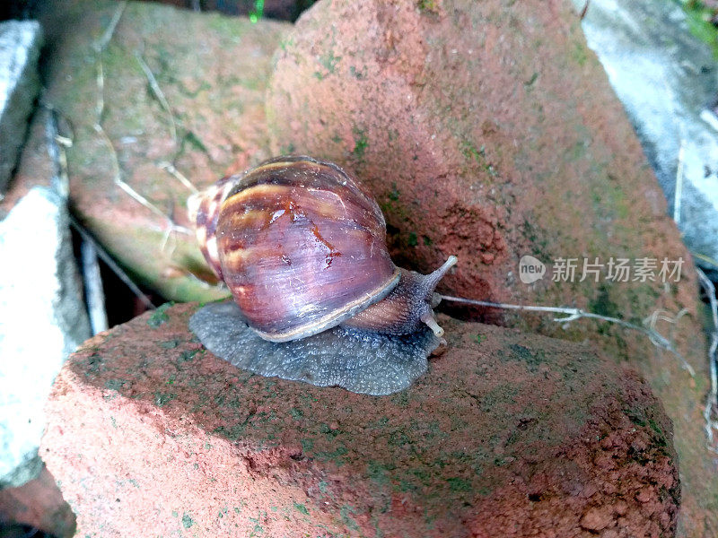大蜗牛带着壳在路上爬行，夏日在花园，一只花园蜗牛正在寻找食物，可食用蜗牛或蜗牛，是一种大型可食用的物种