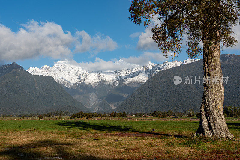 Kahikatea树和南阿尔卑斯山