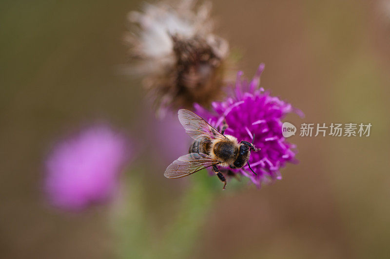 紫花花园背景