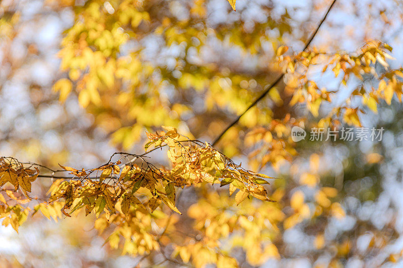 日本天王寺公园附近美丽的秋叶