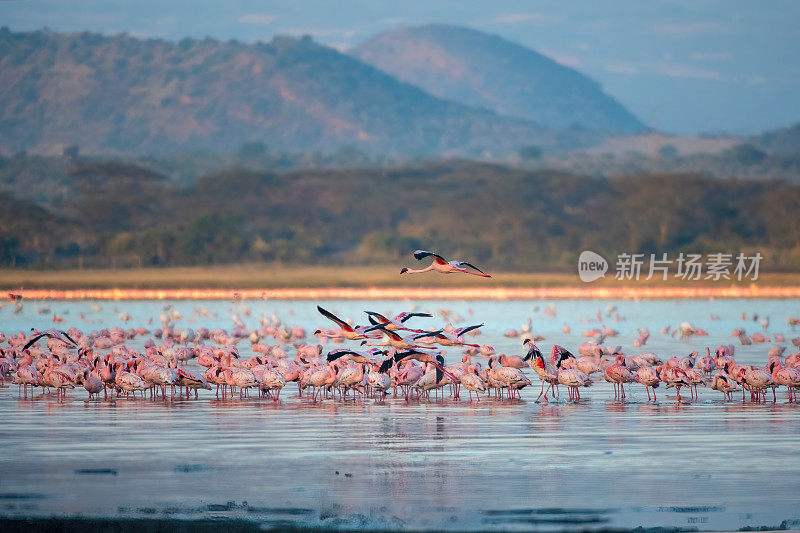 黎明时分，一群小火烈鸟在美丽的肯尼亚埃莱门蒂亚湖上