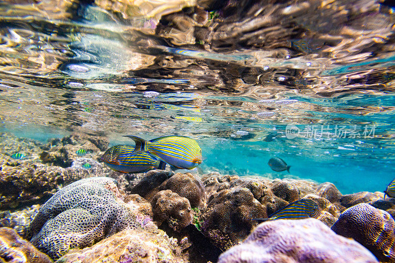 五彩缤纷的水下景象，珊瑚礁和热带鱼，海卡杜瓦。