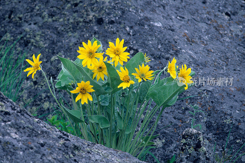 香茅是一种开花植物，属菊科向日葵族，俗称箭叶香茅。黄石国家公园，怀俄明州。