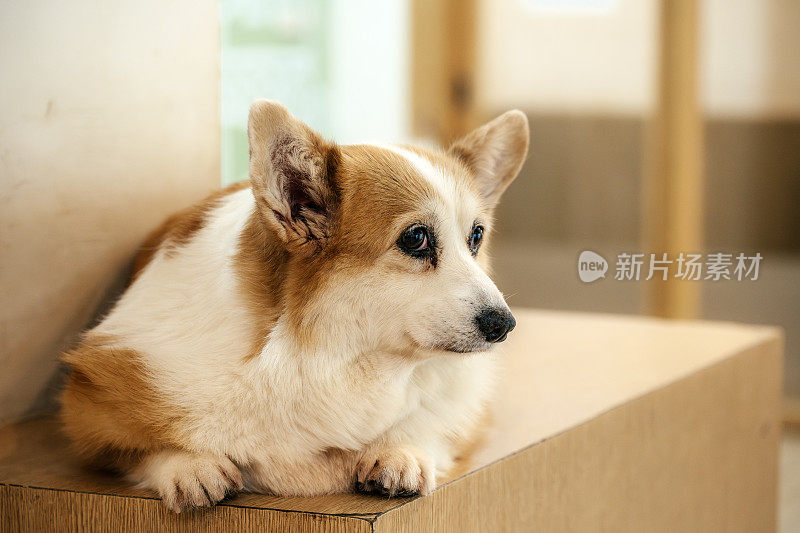 好奇的柯基犬