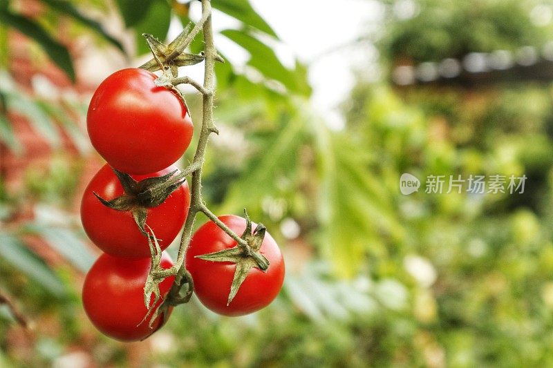 新鲜的有机番茄。皮肤食品有助于提亮皮肤。