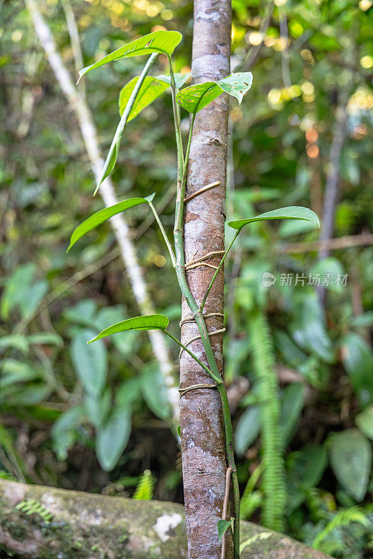 热带雨林中的爬山虎植物