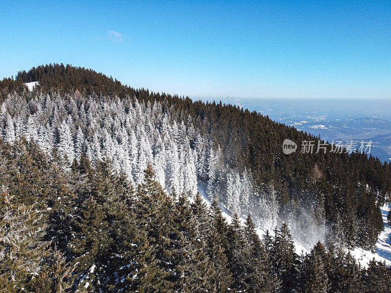 鸟瞰一个白雪皑皑的山村，周围是松树和晴朗的蓝天。